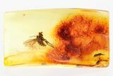 Detailed Fossil Long-Legged Fly (Dolichopodidae) in Baltic Amber #372495-1
